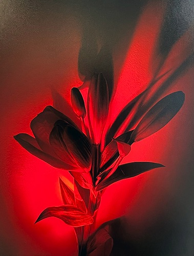 Digital Photo : Stella Delgado
